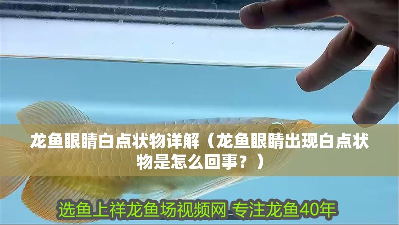 龍魚眼睛白點狀物詳解（龍魚眼睛出現白點狀物是怎么回事？）