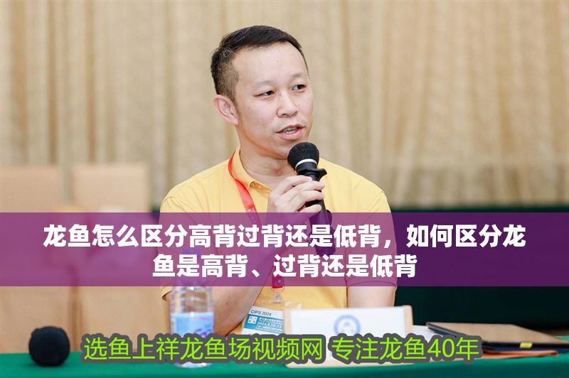 龍魚怎么區分高背過背還是低背，如何區分龍魚是高背、過背還是低背