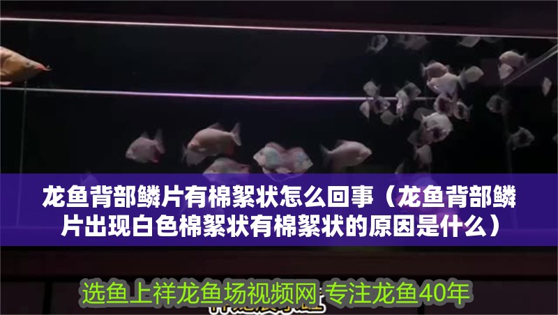 龍魚背部鱗片有棉絮狀怎么回事（龍魚背部鱗片出現白色棉絮狀有棉絮狀的原因是什么）