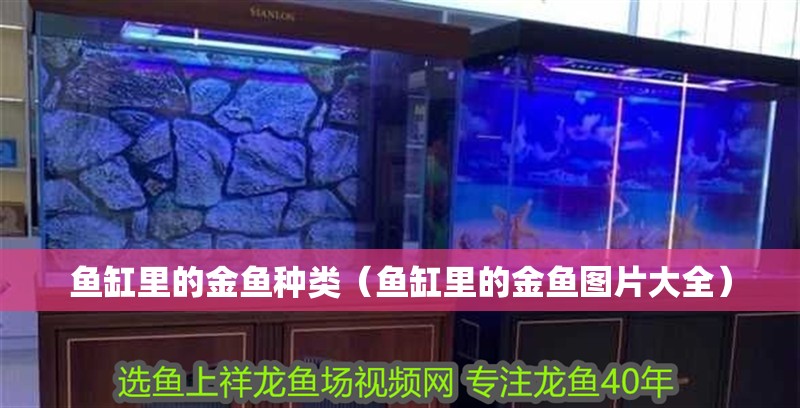 魚缸里的金魚種類（魚缸里的金魚圖片大全）