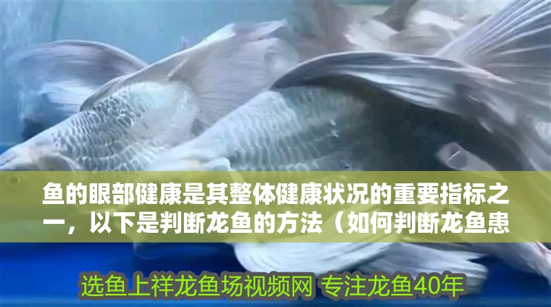 魚的眼部健康是其整體健康狀況的重要指標之一，以下是判斷龍魚的方法（如何判斷龍魚患有眼部疾病）