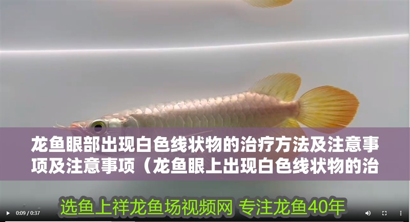 龍魚眼部出現白色線狀物的治療方法及注意事項及注意事項（龍魚眼上出現白色線狀物的治療方法）