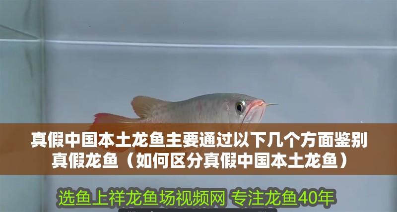 真假中國(guó)本土龍魚主要通過(guò)以下幾個(gè)方面鑒別真假龍魚（如何區(qū)分真假中國(guó)本土龍魚）