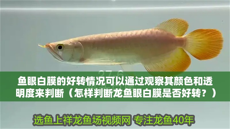 魚眼白膜的好轉情況可以通過觀察其顏色和透明度來判斷（怎樣判斷龍魚眼白膜是否好轉？）
