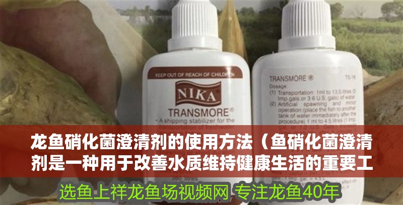 龍魚硝化菌澄清劑的使用方法（魚硝化菌澄清劑是一種用于改善水質(zhì)維持健康生活的重要工具）