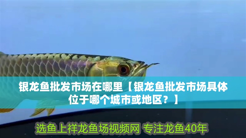 銀龍魚批發市場在哪里【銀龍魚批發市場具體位于哪個城市或地區？】