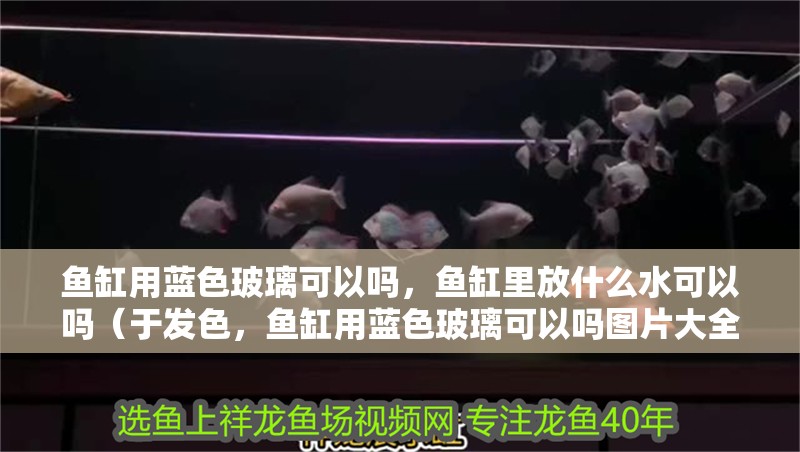 魚缸用藍色玻璃可以嗎，魚缸里放什么水可以嗎（于發色，魚缸用藍色玻璃可以嗎圖片大全）