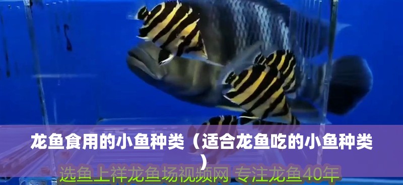 龍魚食用的小魚種類（適合龍魚吃的小魚種類）