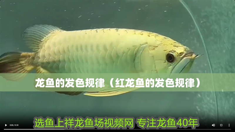 龍魚的發色規律（紅龍魚的發色規律）