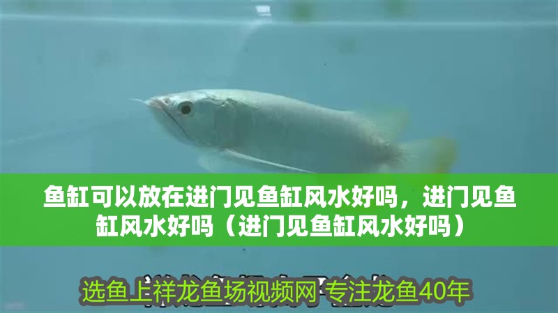 魚缸可以放在進(jìn)門見魚缸風(fēng)水好嗎，進(jìn)門見魚缸風(fēng)水好嗎（進(jìn)門見魚缸風(fēng)水好嗎）