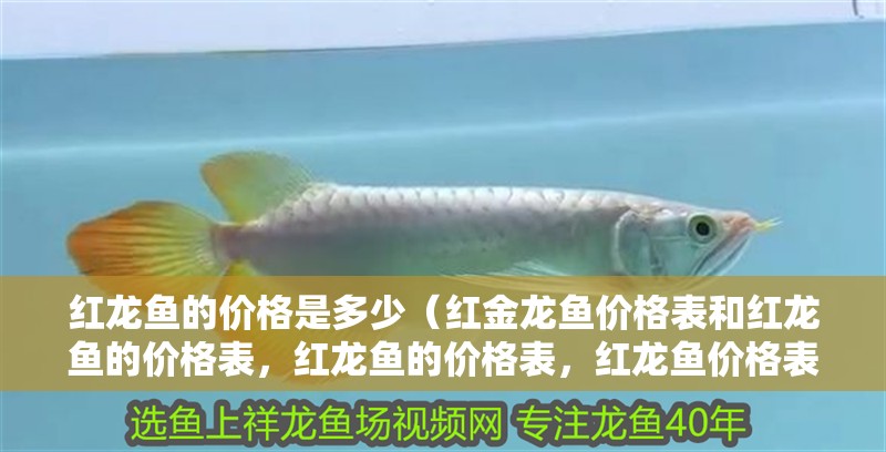 紅龍魚的價(jià)格是多少（紅金龍魚價(jià)格表和紅龍魚的價(jià)格表，紅龍魚的價(jià)格表，紅龍魚價(jià)格表）
