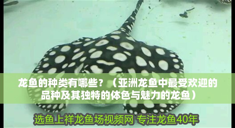 龍魚的種類有哪些？（亞洲龍魚中最受歡迎的品種及其獨特的體色與魅力的龍魚）