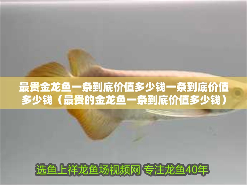 最貴金龍魚一條到底價值多少錢一條到底價值多少錢（最貴的金龍魚一條到底價值多少錢）