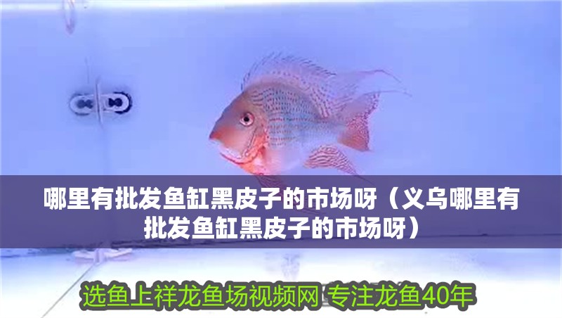 哪里有批發(fā)魚缸黑皮子的市場(chǎng)呀（義烏哪里有批發(fā)魚缸黑皮子的市場(chǎng)呀）