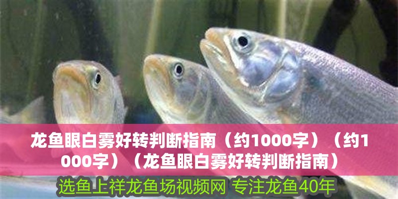 龍魚眼白霧好轉判斷指南（約1000字）（約1000字）（龍魚眼白霧好轉判斷指南）