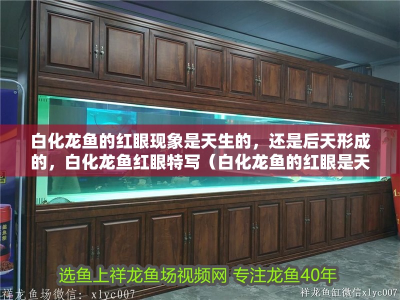 白化龍魚的紅眼現象是天生的，還是后天形成的，白化龍魚紅眼特寫（白化龍魚的紅眼是天生的還是后天形成的）