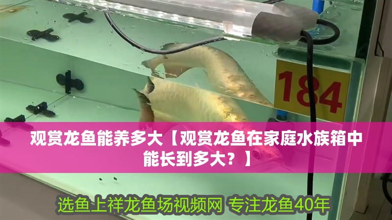 觀賞龍魚能養多大【觀賞龍魚在家庭水族箱中能長到多大？】