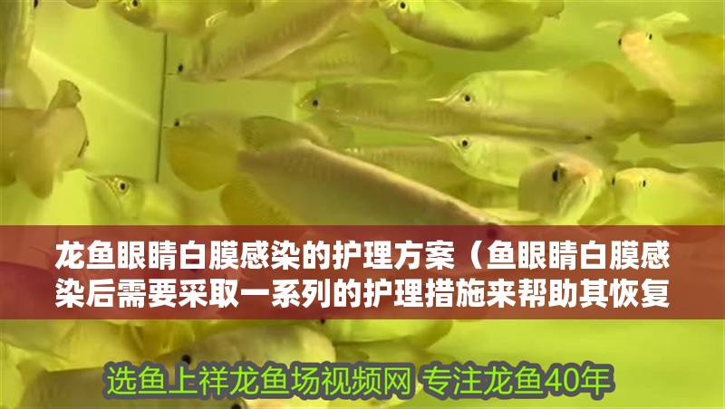 龍魚眼睛白膜感染的護理方案（魚眼睛白膜感染后需要采取一系列的護理措施來幫助其恢復） 龍魚眼睛白膜感染的護理方案（魚眼睛白膜感染后需要采取一系列的護理措施來幫助其恢復） 龍魚百科 第2張