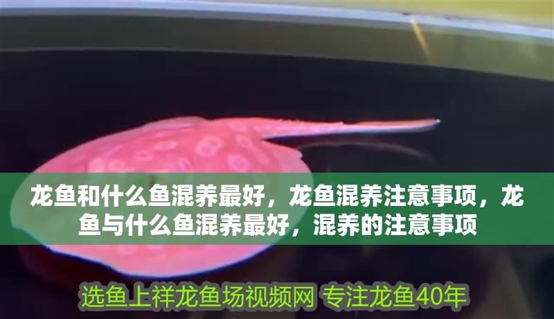 龍魚和什么魚混養最好，龍魚混養注意事項，龍魚與什么魚混養最好，混養的注意事項