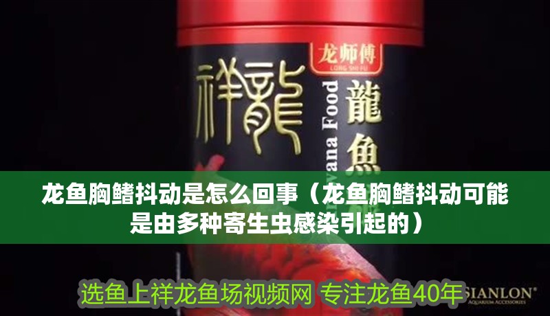 龍魚胸鰭抖動是怎么回事（龍魚胸鰭抖動可能是由多種寄生蟲感染引起的）