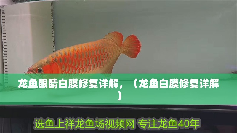 龍魚眼睛白膜修復詳解，（龍魚白膜修復詳解）