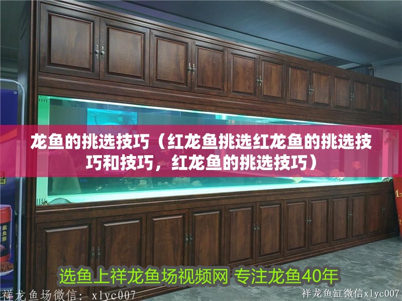龍魚的挑選技巧（紅龍魚挑選紅龍魚的挑選技巧和技巧，紅龍魚的挑選技巧）
