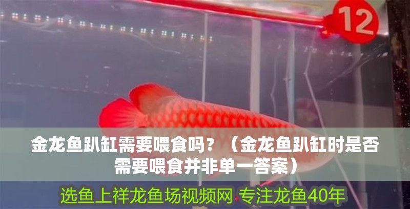 金龍魚趴缸需要喂食嗎？（金龍魚趴缸時是否需要喂食并非單一答案）