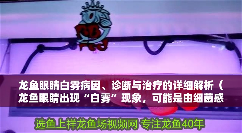龍魚眼睛白霧病因、診斷與治療的詳細解析（龍魚眼睛出現(xiàn)“白霧”現(xiàn)象，可能是由細菌感染引起的）