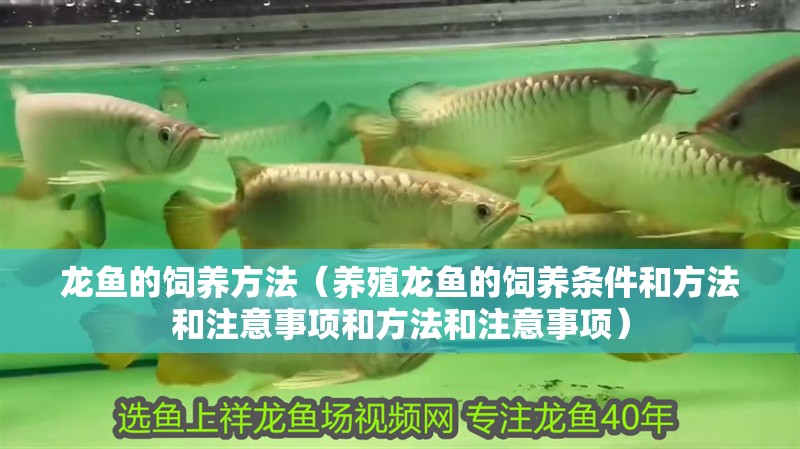 龍魚的飼養方法（養殖龍魚的飼養條件和方法和注意事項和方法和注意事項）
