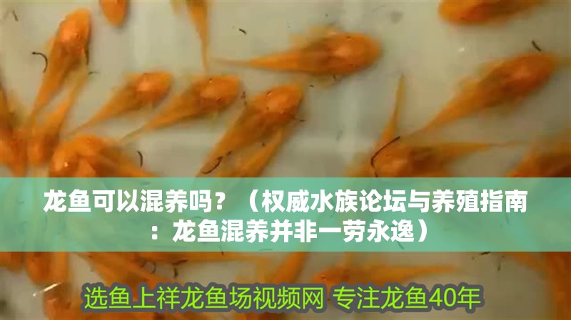 龍魚可以混養嗎？（權威水族論壇與養殖指南：龍魚混養并非一勞永逸）