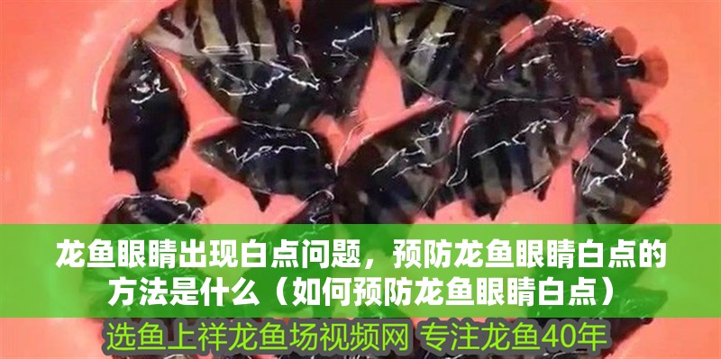 龍魚眼睛出現白點問題，預防龍魚眼睛白點的方法是什么（如何預防龍魚眼睛白點）