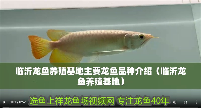 臨沂龍魚養(yǎng)殖基地主要龍魚品種介紹（臨沂龍魚養(yǎng)殖基地）