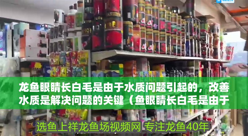 龍魚(yú)眼睛長(zhǎng)白毛是由于水質(zhì)問(wèn)題引起的，改善水質(zhì)是解決問(wèn)題的關(guān)鍵（魚(yú)眼睛長(zhǎng)白毛是由于水質(zhì)問(wèn)題引起的，改善水質(zhì)是解決問(wèn)題的關(guān)鍵）