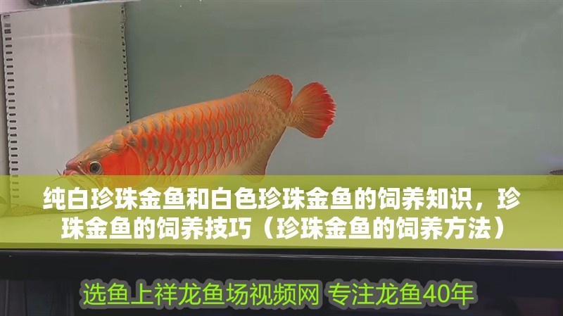 純白珍珠金魚和白色珍珠金魚的飼養(yǎng)知識(shí)，珍珠金魚的飼養(yǎng)技巧（珍珠金魚的飼養(yǎng)方法）