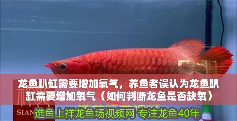 龍魚(yú)趴缸需要增加氧氣，養(yǎng)魚(yú)者誤認(rèn)為龍魚(yú)趴缸需要增加氧氣（如何判斷龍魚(yú)是否缺氧）
