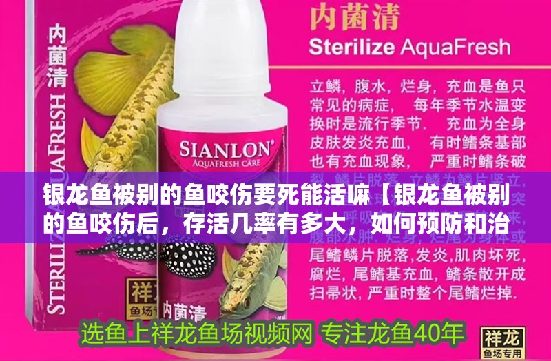 銀龍魚被別的魚咬傷要死能活嘛【銀龍魚被別的魚咬傷后，存活幾率有多大，如何預防和治療】