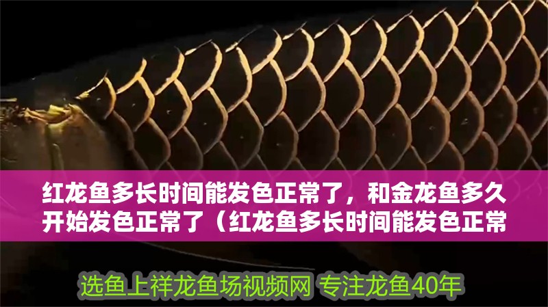 紅龍魚多長時間能發色正常了，和金龍魚多久開始發色正常了（紅龍魚多長時間能發色正常）