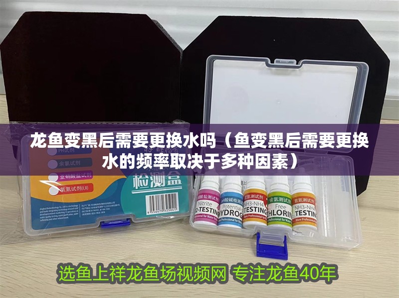 龍魚變黑后需要更換水嗎（魚變黑后需要更換水的頻率取決于多種因素）