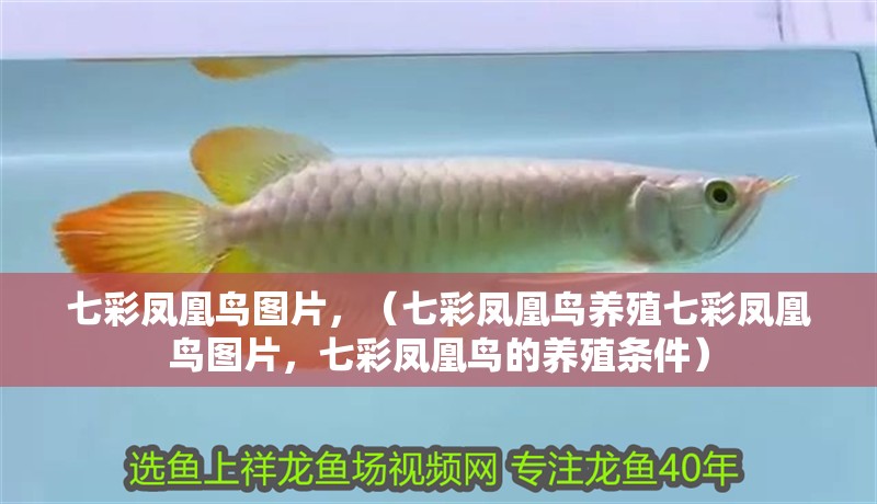 七彩鳳凰鳥圖片，（七彩鳳凰鳥養殖七彩鳳凰鳥圖片，七彩鳳凰鳥的養殖條件）