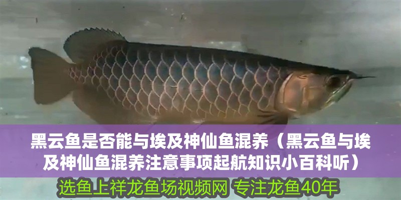 黑云魚是否能與埃及神仙魚混養（黑云魚與埃及神仙魚混養注意事項起航知識小百科聽）