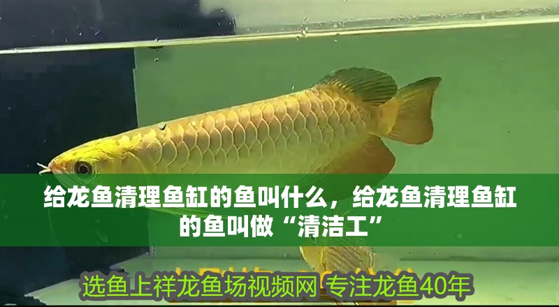 給龍魚(yú)清理魚(yú)缸的魚(yú)叫什么，給龍魚(yú)清理魚(yú)缸的魚(yú)叫做“清潔工”