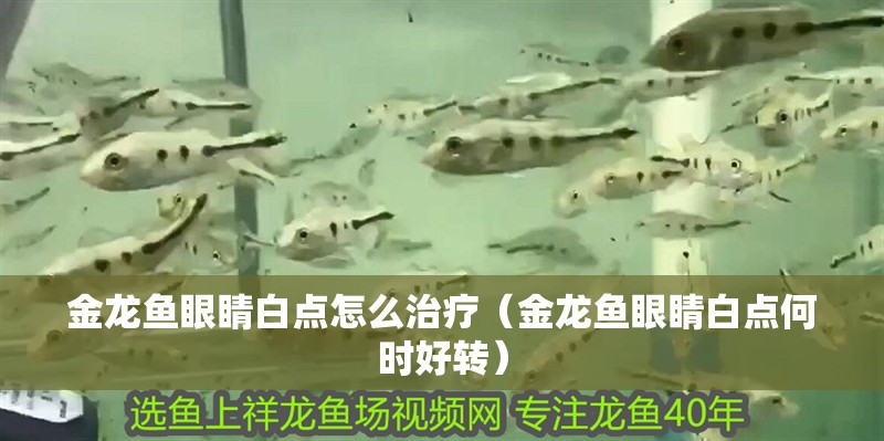 金龍魚眼睛白點怎么治療（金龍魚眼睛白點何時好轉）
