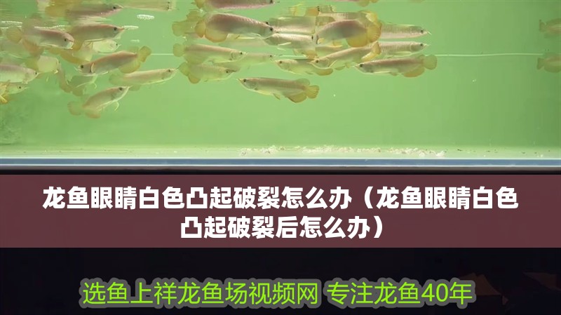 龍魚眼睛白色凸起破裂怎么辦（龍魚眼睛白色凸起破裂后怎么辦）