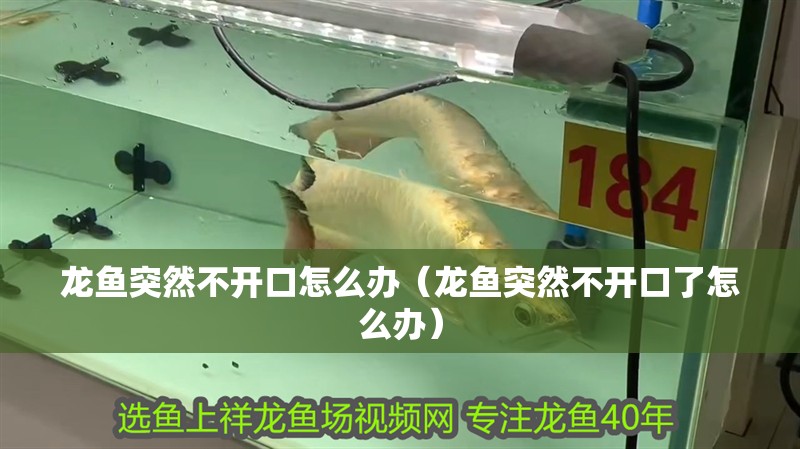 龍魚突然不開口怎么辦（龍魚突然不開口了怎么辦）