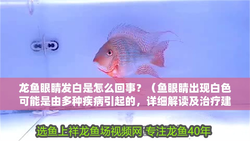龍魚眼睛發白是怎么回事？（魚眼睛出現白色可能是由多種疾病引起的，詳細解讀及治療建議）