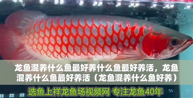 龍魚混養什么魚最好養什么魚最好養活，龍魚混養什么魚最好養活（龍魚混養什么魚好養）