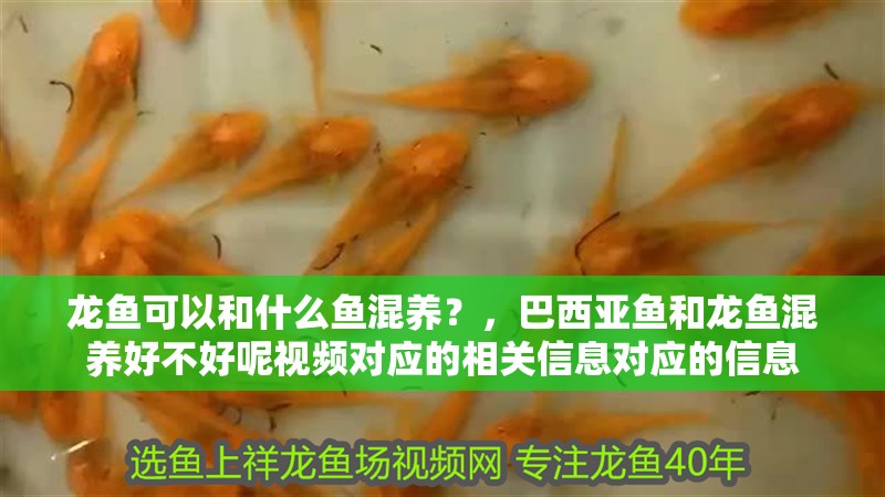 龍魚可以和什么魚混養？，巴西亞魚和龍魚混養好不好呢視頻對應的相關信息對應的信息
