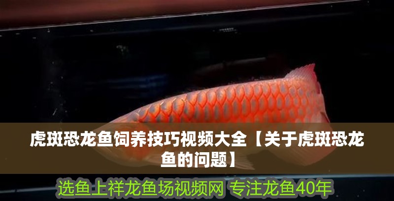 虎斑恐龍魚飼養技巧視頻大全【關于虎斑恐龍魚的問題】