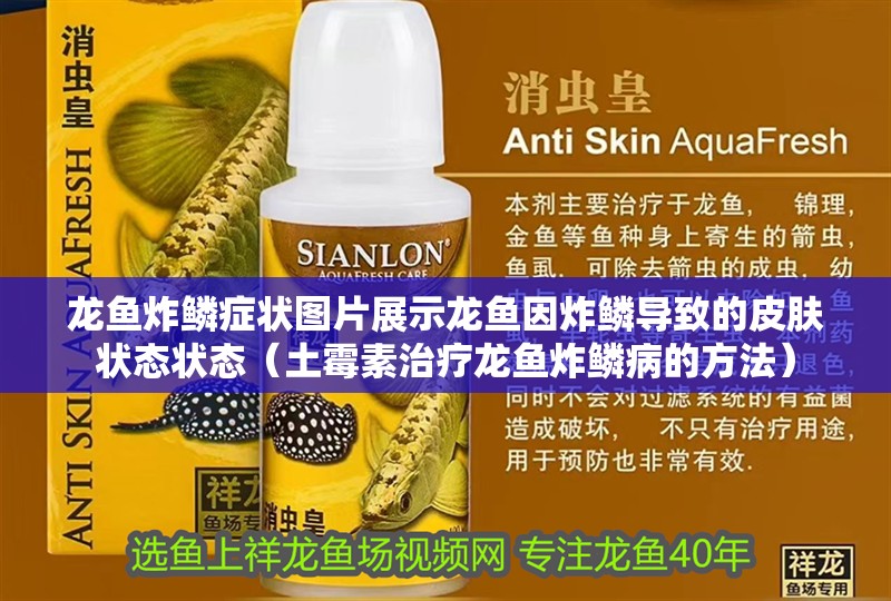 龍魚炸鱗癥狀圖片展示龍魚因炸鱗導致的皮膚狀態狀態（土霉素治療龍魚炸鱗病的方法）