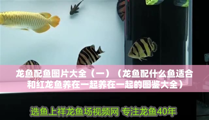龍魚(yú)配魚(yú)圖片大全（一）（龍魚(yú)配什么魚(yú)適合和紅龍魚(yú)養(yǎng)在一起養(yǎng)在一起的圖鑒大全）
